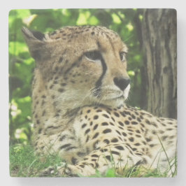 Cheetah Steinuntersetzer