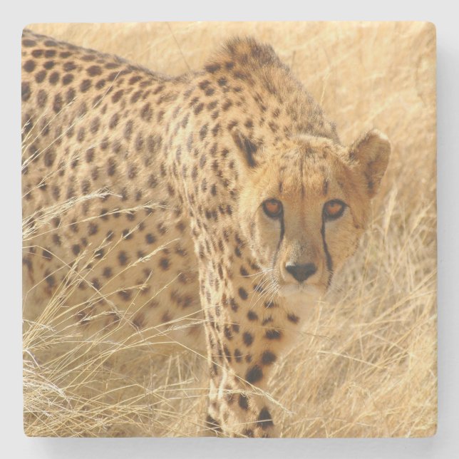 Cheetah Steinuntersetzer (Vorderseite)