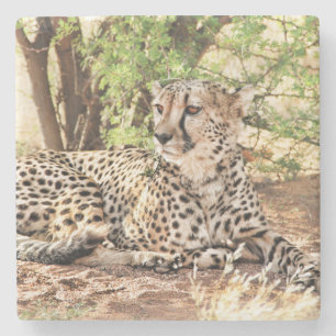 Cheetah Steinuntersetzer