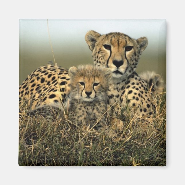 Cheetah und Cub Magnet (Vorne)