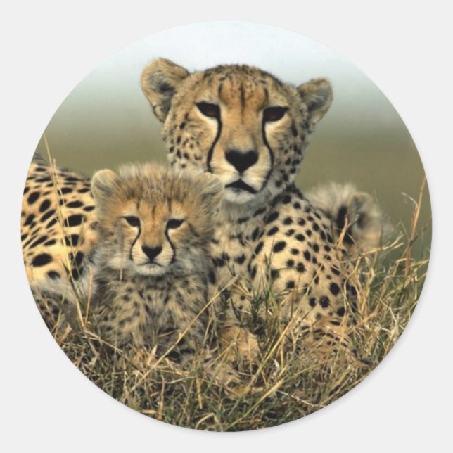 Cheetah und Cub Runder Aufkleber (Vorderseite)