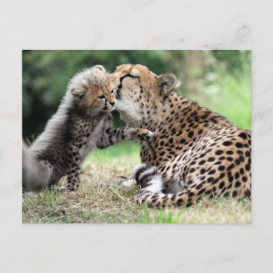 Cheetah Weibchen & Cub Postkarte