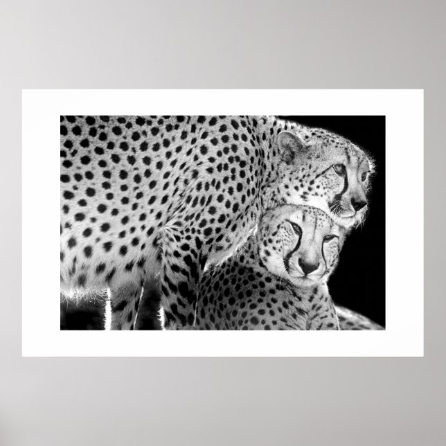 Cheetahs #1 poster (Vorne)