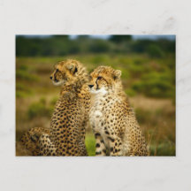 Cheetahs (Acinonyx Jubatus) Fotografie