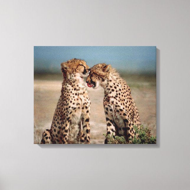Cheetahs Leinwanddruck (Vorderseite)