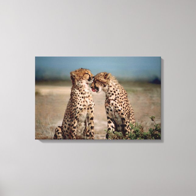 Cheetahs Leinwanddruck (Vorderseite)