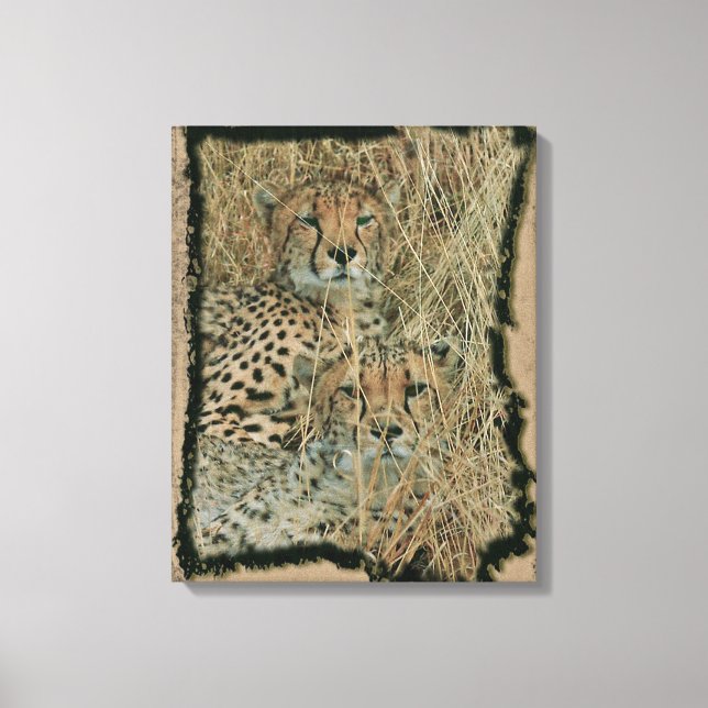 Cheetahs Leinwanddruck (Vorderseite)