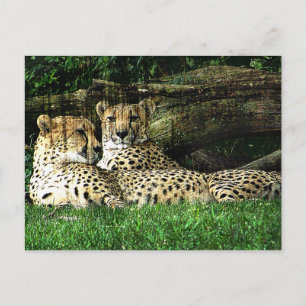 Cheetahs Lounge Grunge Postkarte