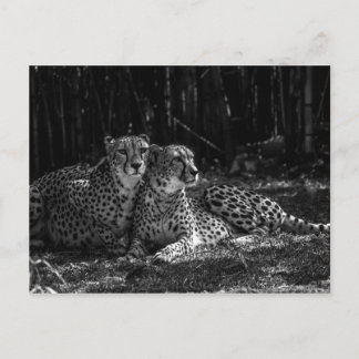 Cheetahs Postcard Postkarte