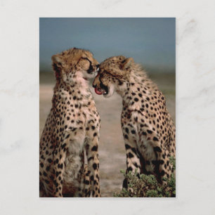 Cheetahs Postkarte