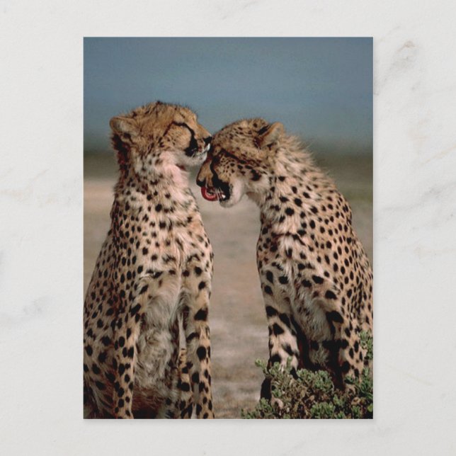 Cheetahs Postkarte (Vorderseite)