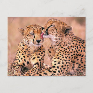 Cheetahs Postkarte