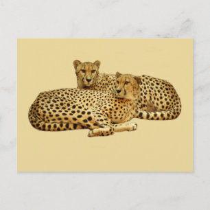 Cheetahs Postkarte