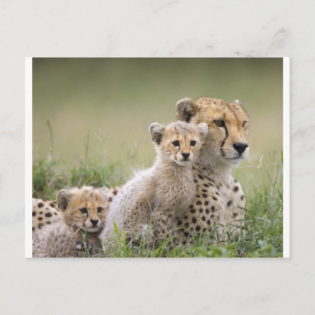 Cheetahs Prospering Postkarte (Vorderseite)