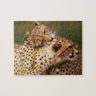 Cheetahs Puzzle