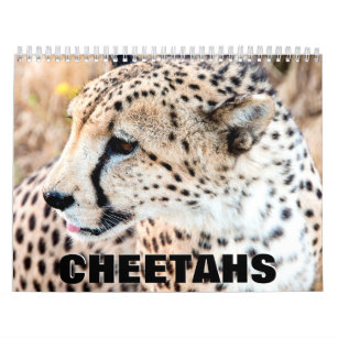 Cheetahs Wall Calendar Kalender