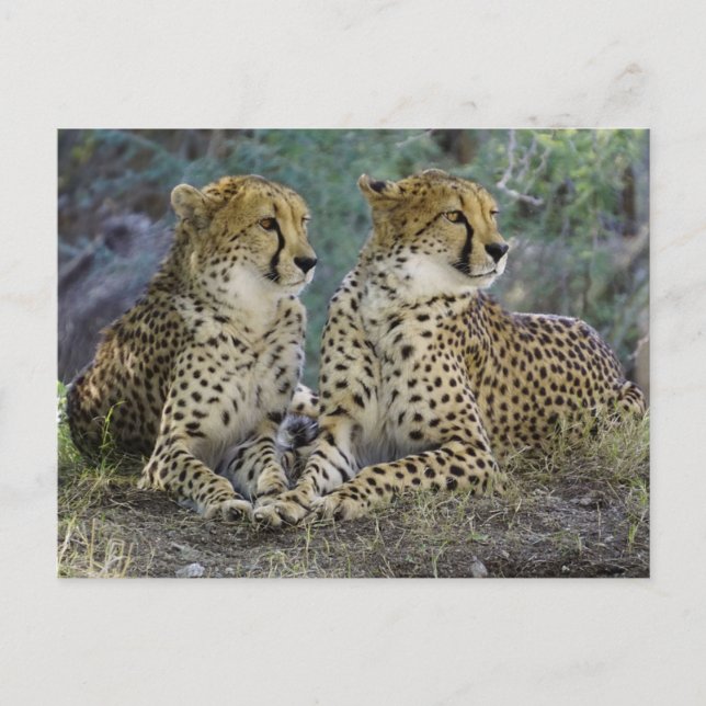 Cheetas Postkarte (Vorderseite)