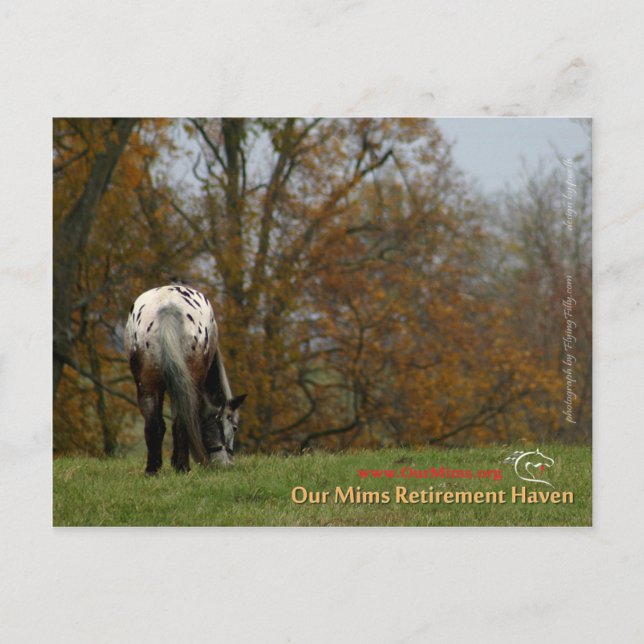 Chef - Appaloosa in Bewegung Prancer Postkarte (Vorderseite)