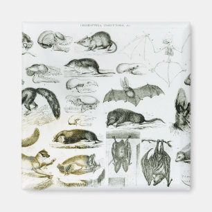 Cheiroptera, Insectivora Magnet