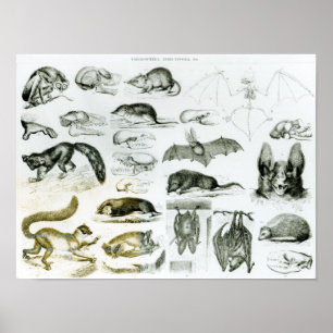 Cheiroptera, Insektivora Poster