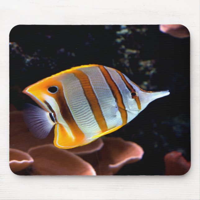 Chelmon rostratus mousepad (Vorne)