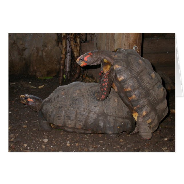 Chelonoidis carbonaria (Devant horizontal)