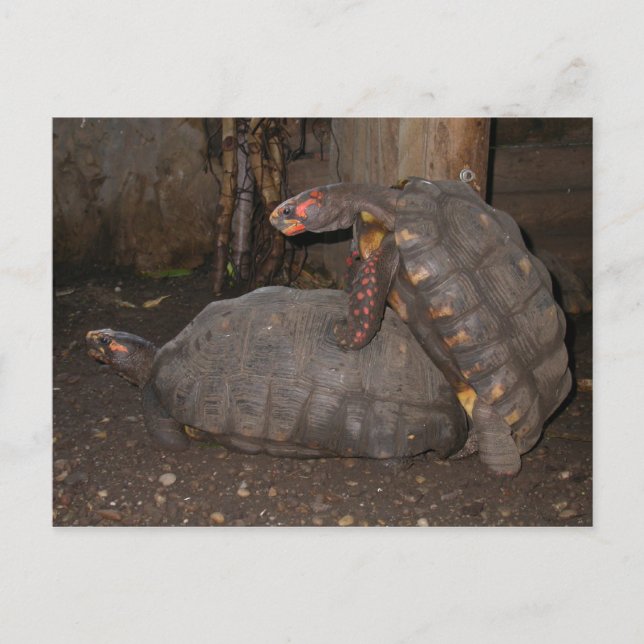 Chelonoidis carbonaria postkarte (Vorderseite)