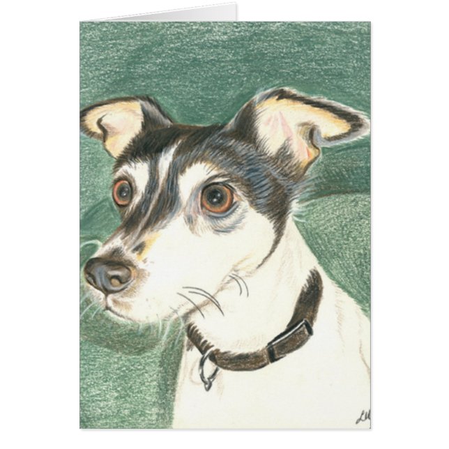 Chelsea-Fuchsterrier (Vorne)