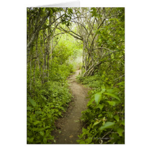 Chemin à travers la forêt