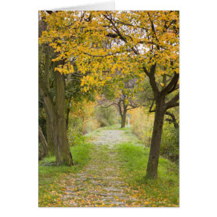 Chemin en automne