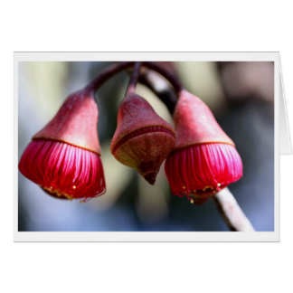 Chèque-cadeau de caesia d'eucalyptus - 03