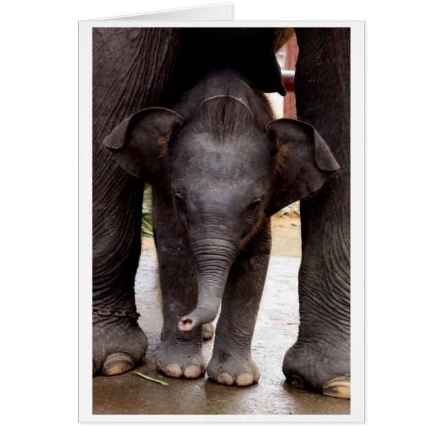 Chèque-cadeau d'éléphant asiatique de bébé - 03 (Devant)