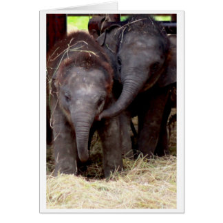 Chèque-cadeau d'éléphant asiatique de bébé - 03