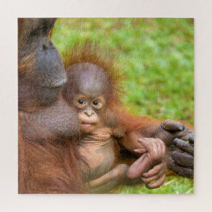 Cherished Orangutan Mother's Cuddle