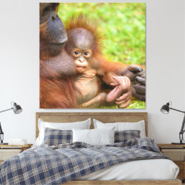 Cherished Orangutan Mother's Cuddle Leinwanddruck