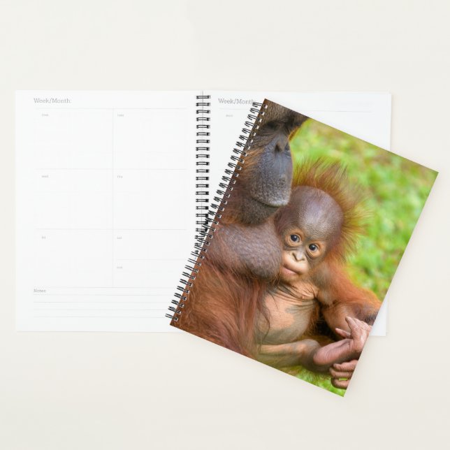 Cherished Orangutan Mother's Cuddle Planer (Anzeige)