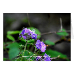 Cherokee National Forest Blume