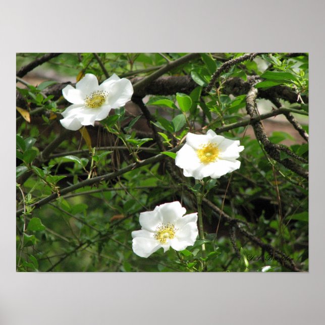 Cherokee Old Climbing Rose Poster (Vorne)