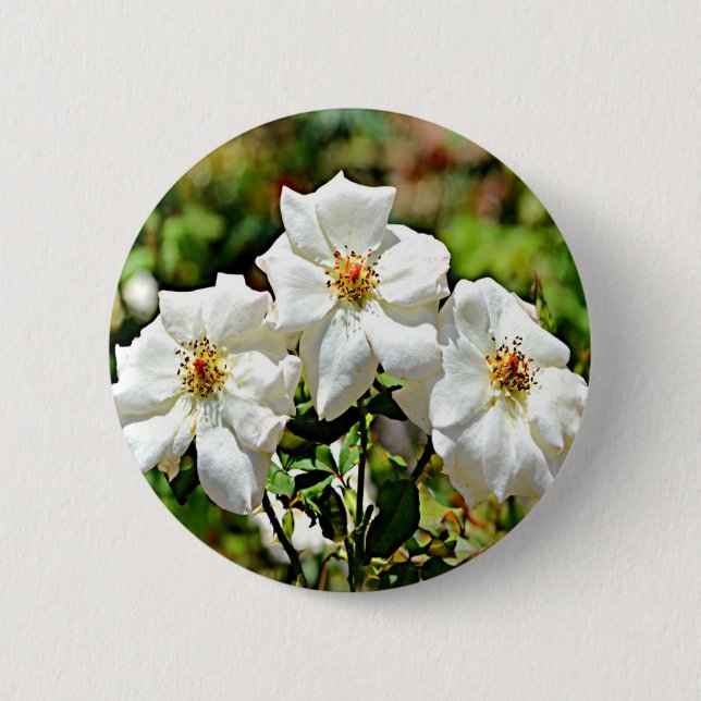 Cherokee Rose 2 Georgia Button (Vorderseite)