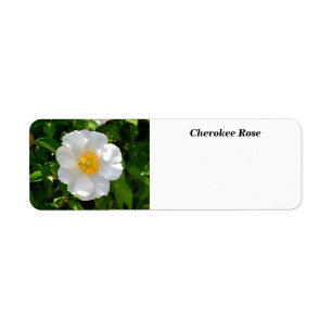 Cherokee Rose Blume