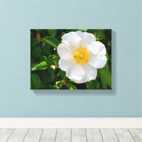 Cherokee Rose Blume
