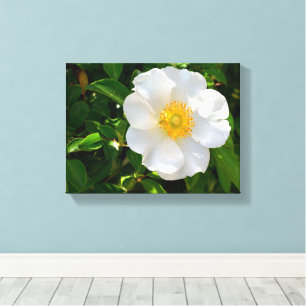 Cherokee Rose Blume Leinwanddruck
