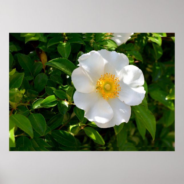 Cherokee Rose Blume Poster (Vorne)