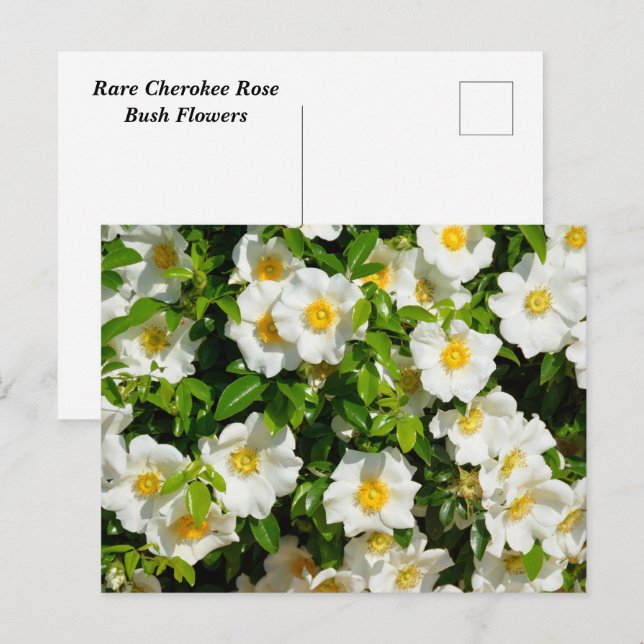 Cherokee-Rose-Blume Postkarte (Vorne/Hinten)