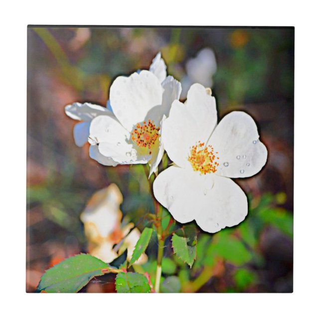 Cherokee Rose Georgia Fliese (Vorderseite)