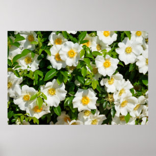 Cherokee Rose Poster