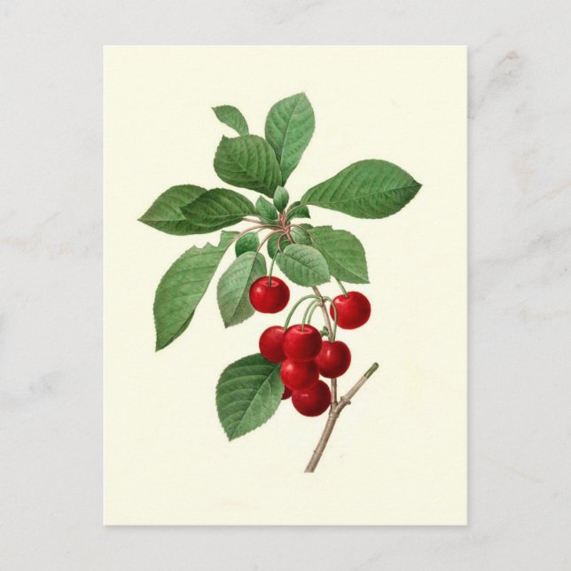 Cherries von Pierre-Joseph Redouté Postkarte (Vorderseite)