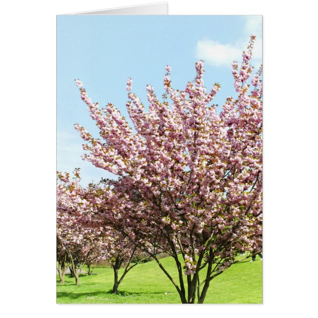 Cherry Blossom (Vorne)