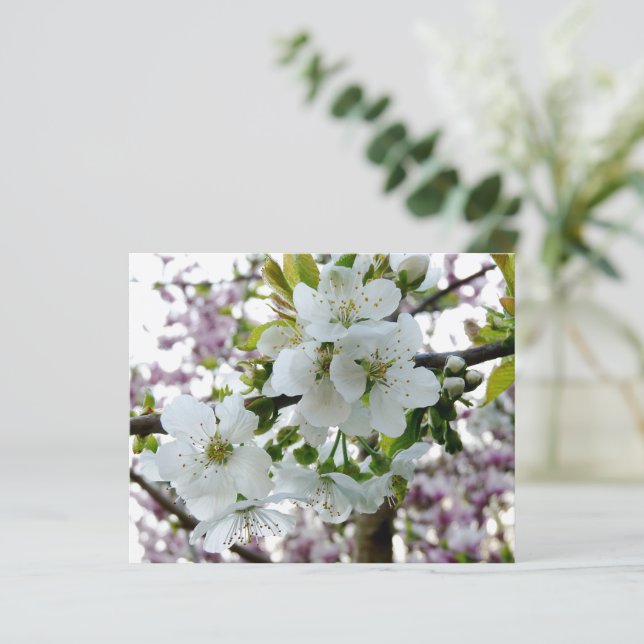 Cherry Blossom (Stehend Vorderseite)