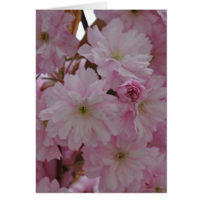 Cherry Blossom (Vorne)